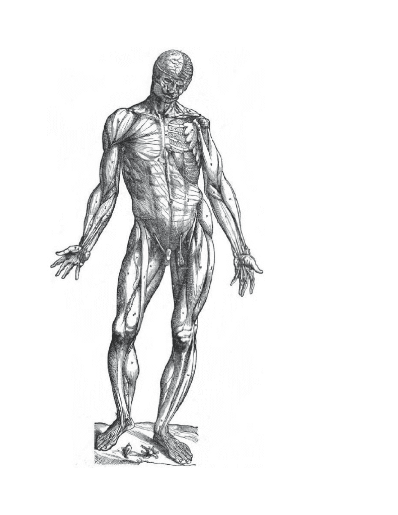 图片[2]-[英文]Morpho艺用解剖学系列8册[1141P] - 绘熵-绘熵